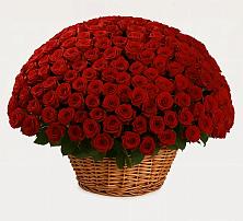 Премиум букет из: Розы в Скобелевской Краснодарский край